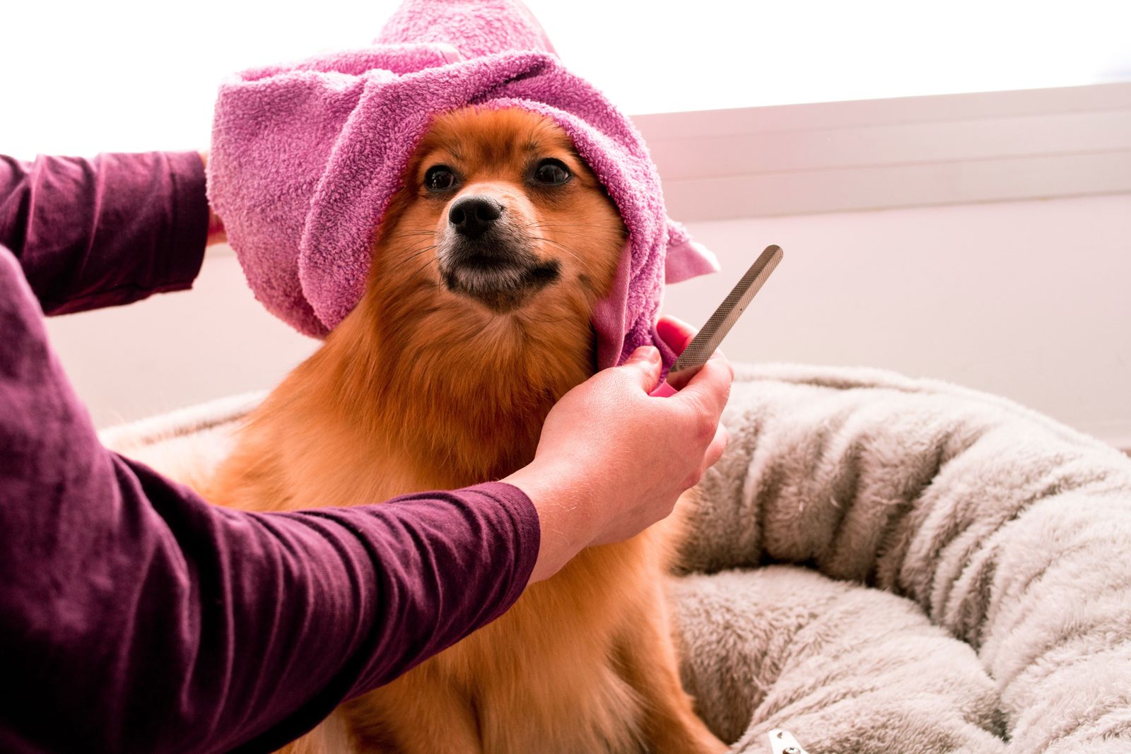 What kind of grooming does your dog need? - Pomeranian in pink towel being brushed
