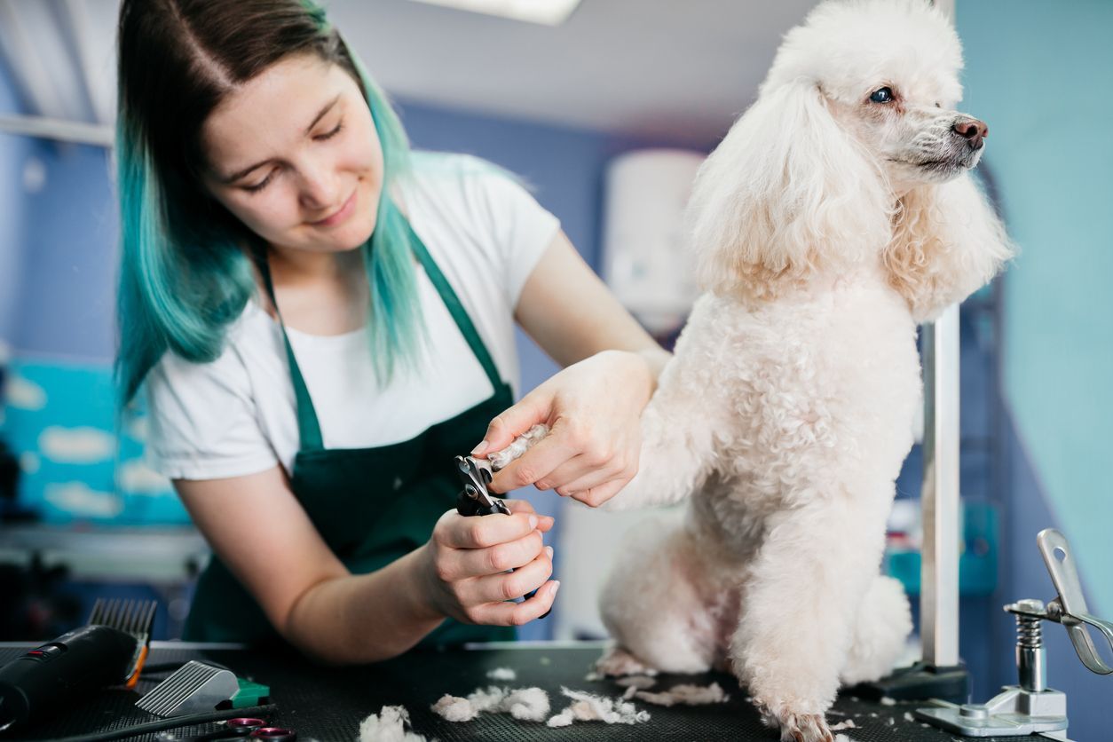 The average cost of dog grooming - A woman clipping a poodle's nails