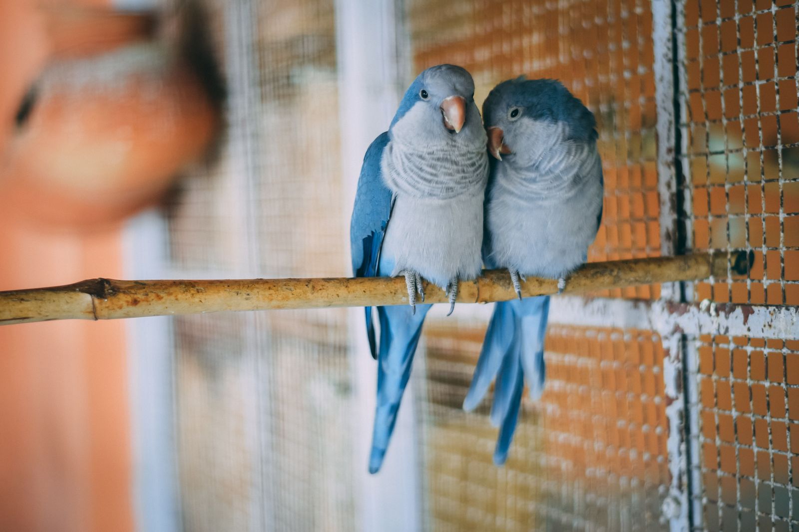 If your bird is acting strange this spring, they might be hormonal - Vetster