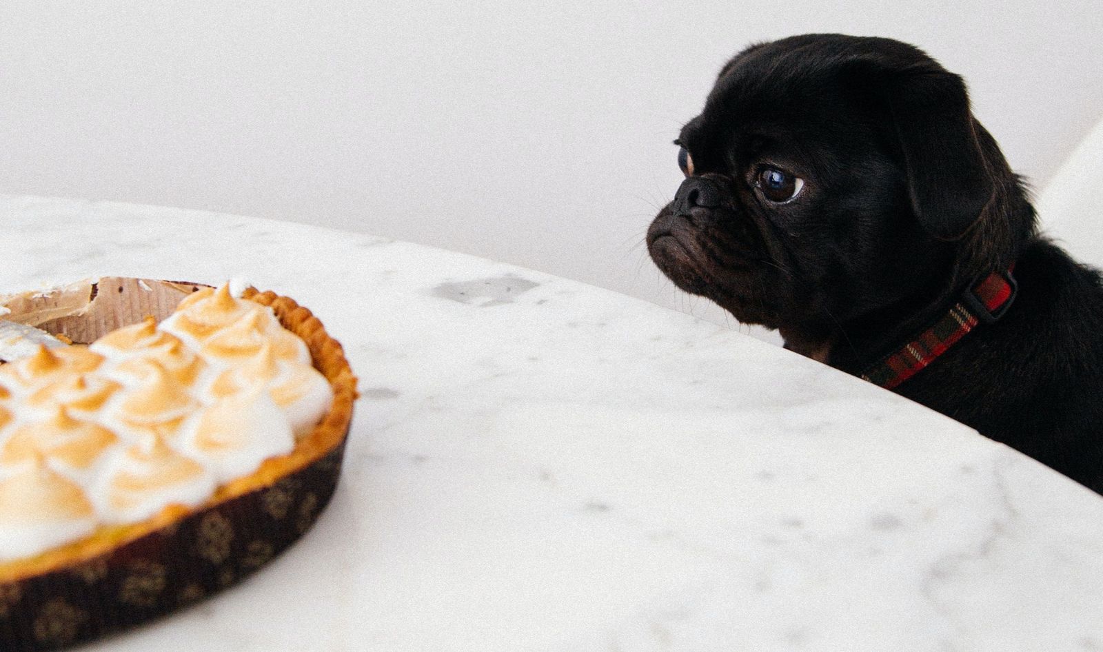 Keeping your pets healthy and happy through the holiday season - Pug looking longingly at a pie