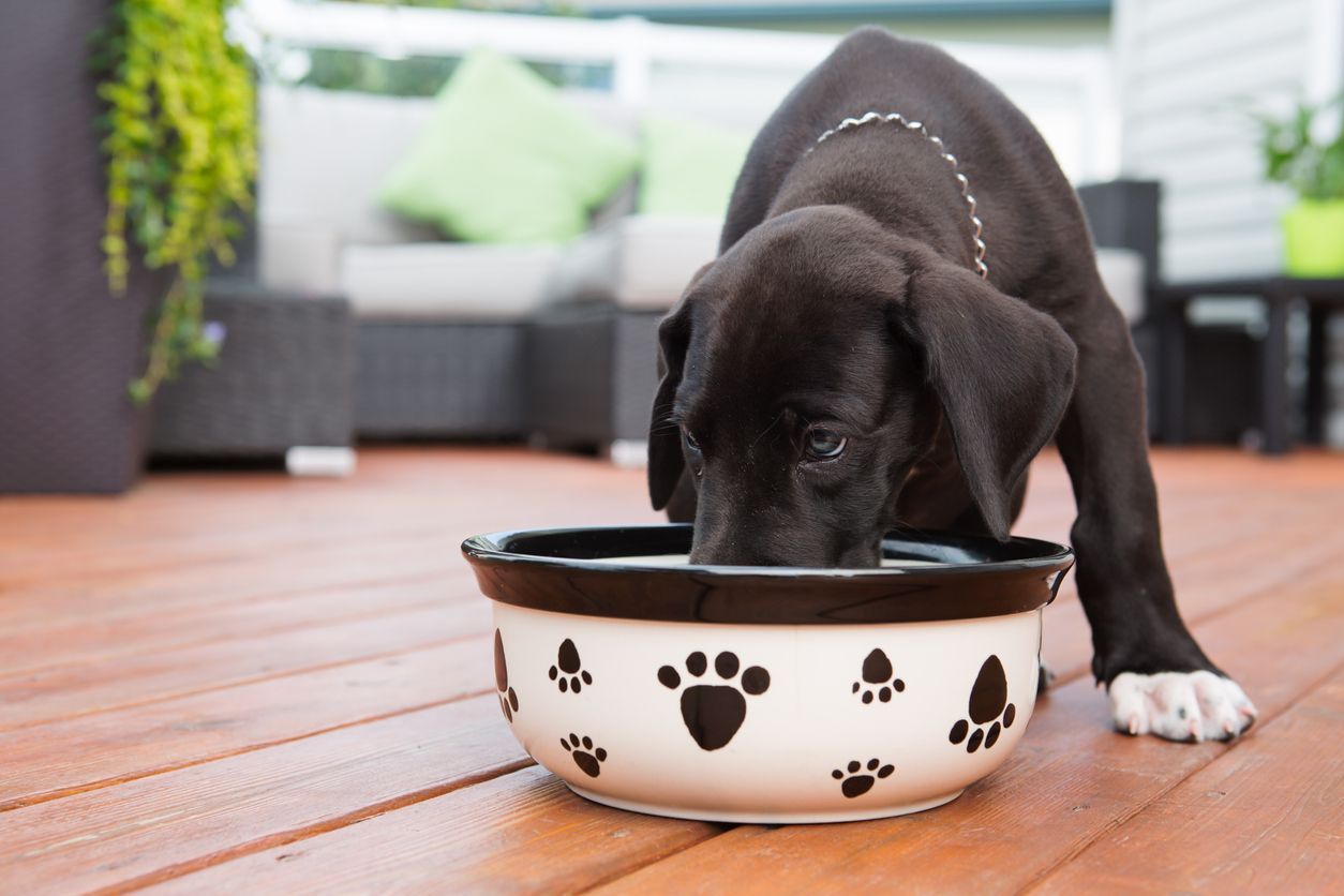 8 nutrition tips for your dog - puppy eating from a dog bowl