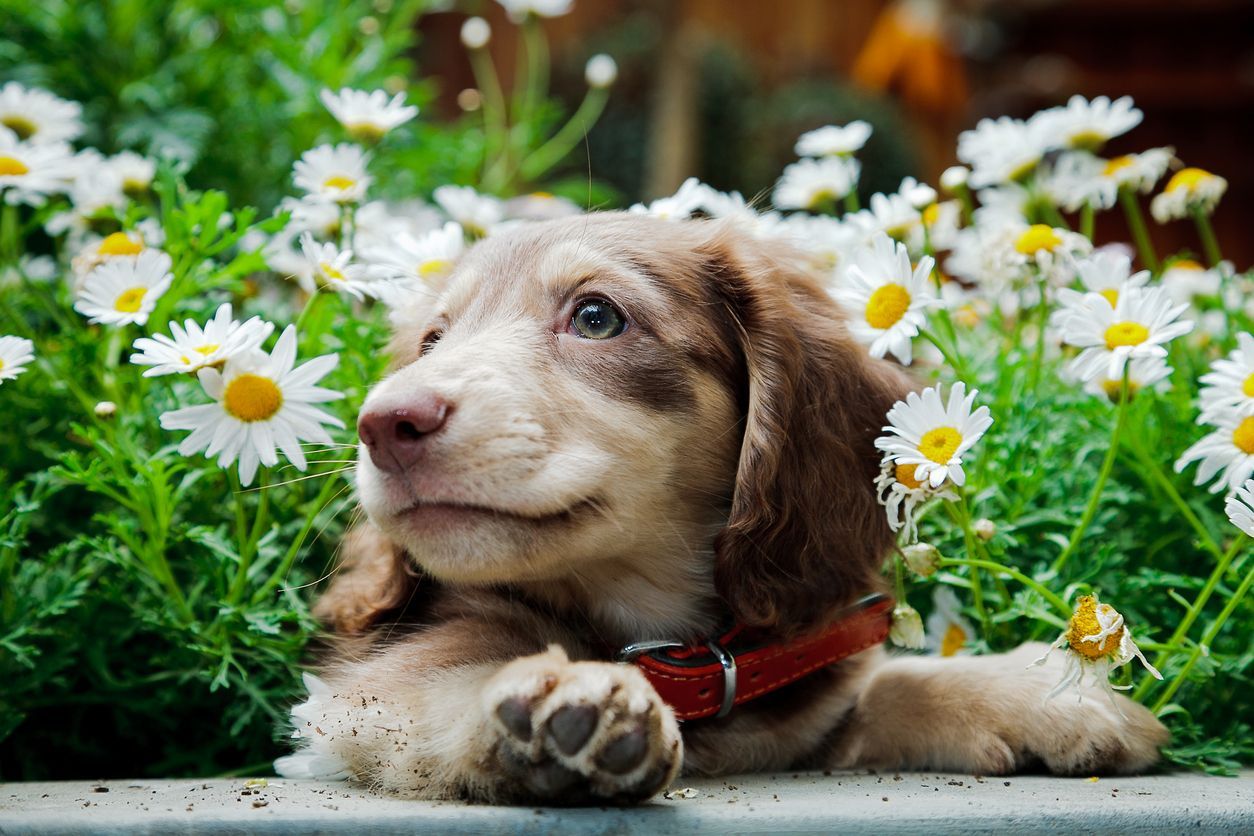 Spring pollen and seasonal allergies in dogs - puppy in a flowerbed 