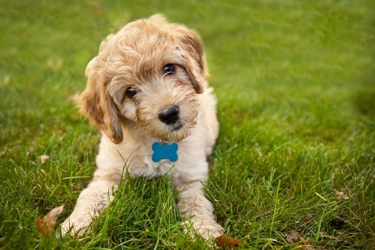 Why your dog is trying to eat grass: Debunking the myths - a puppy lying on the lawn in the grass
