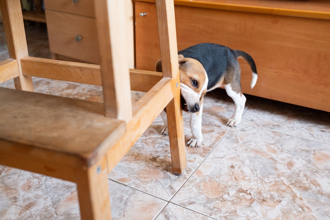 Is my dog chewing on wood because of anxiety? - A puppy gnaws on a stool