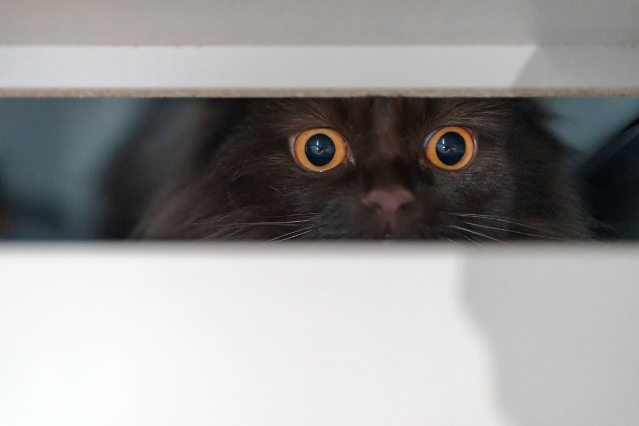 Do fireworks and other loud noises upset cats? - A scared cat looks out from a hiding spot