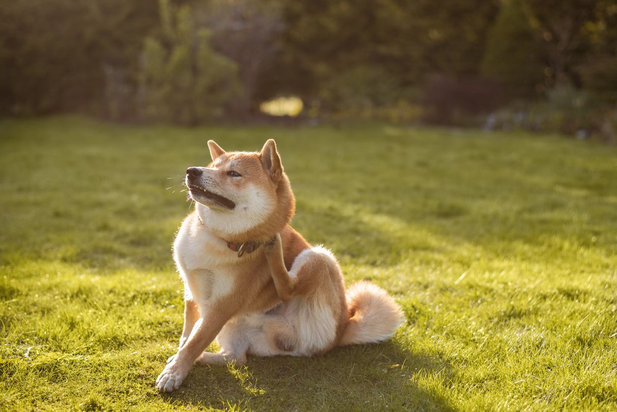 Is your dog’s itchy skin a sign of allergies? - Picture of a Shibu dog scratching itself, while sitting on grass.
