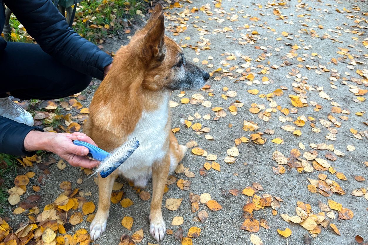 Is your dog’s spring shedding normal? - A dog sitting over fall leaves, with their parent showing shed fur coming off with a brush.