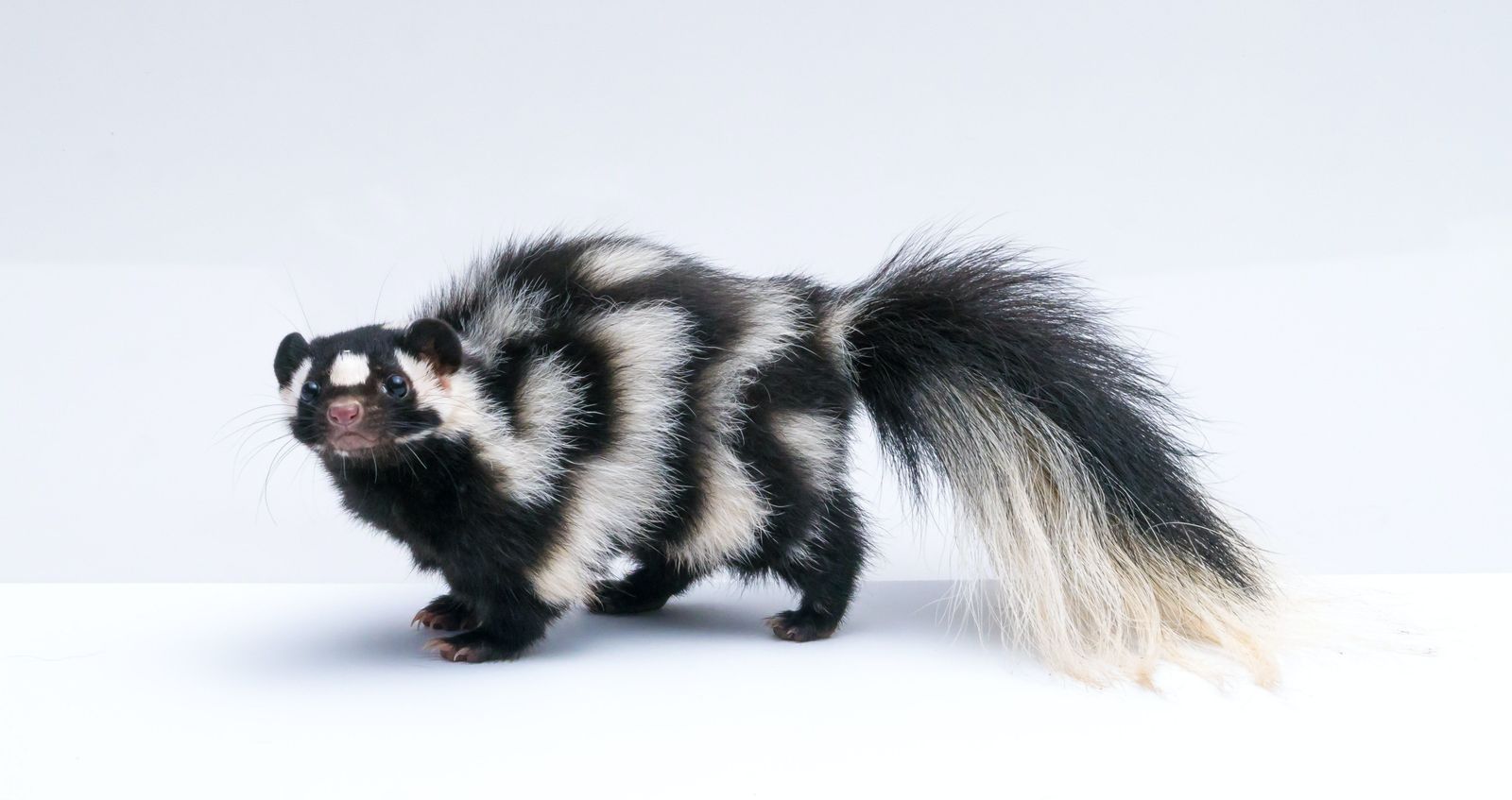 Skunks, Snakes, and Porcupines - Oh, my! - Vetster