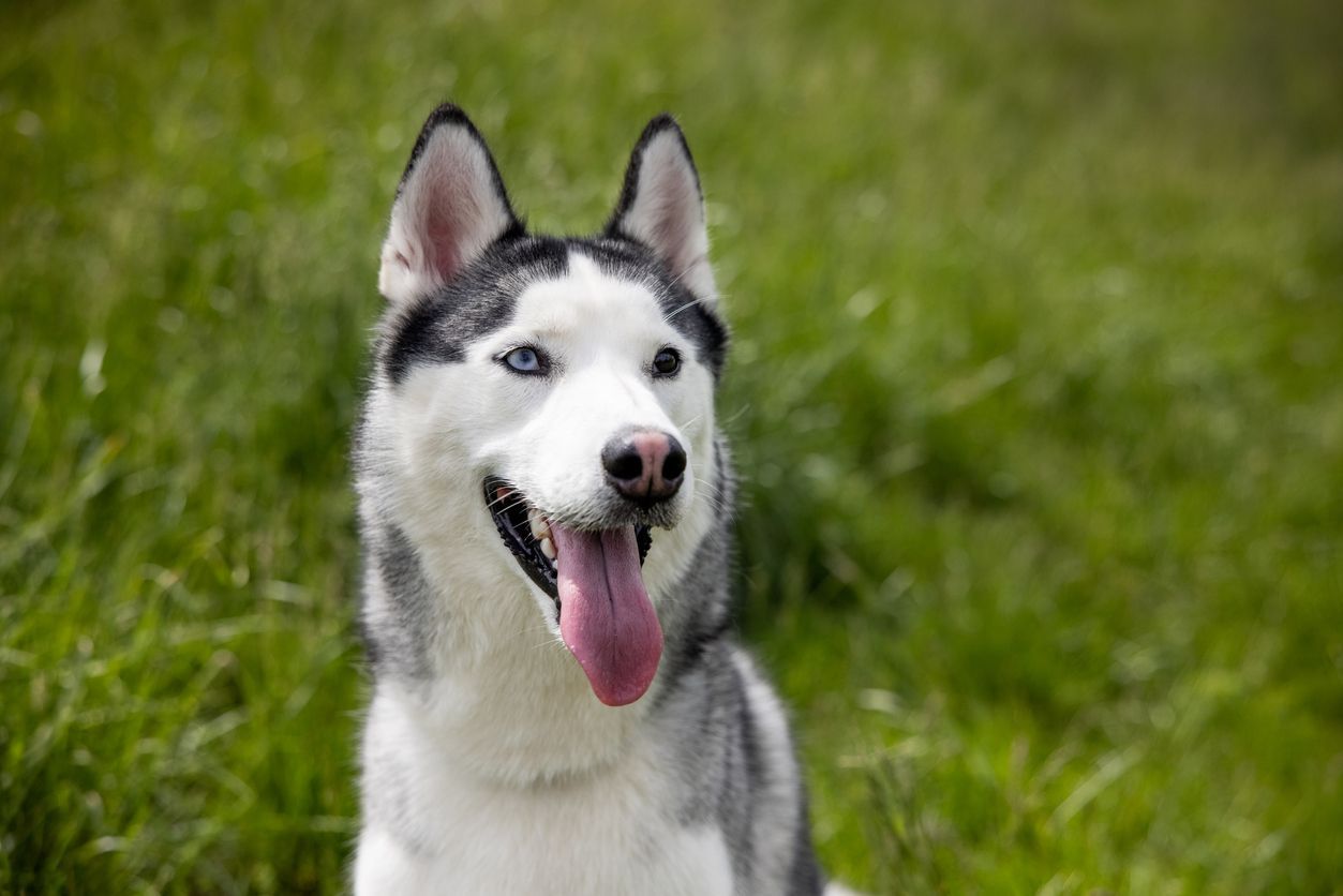 How to prevent canine dental disease and plaque buildup - Picture of a husky smiling in a field.