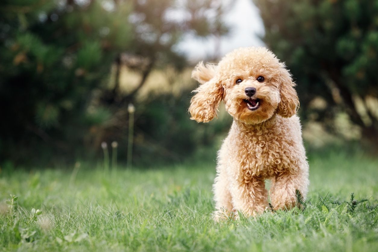 Can dogs get dental cavities? - A small dog smiling as it stands in a field.