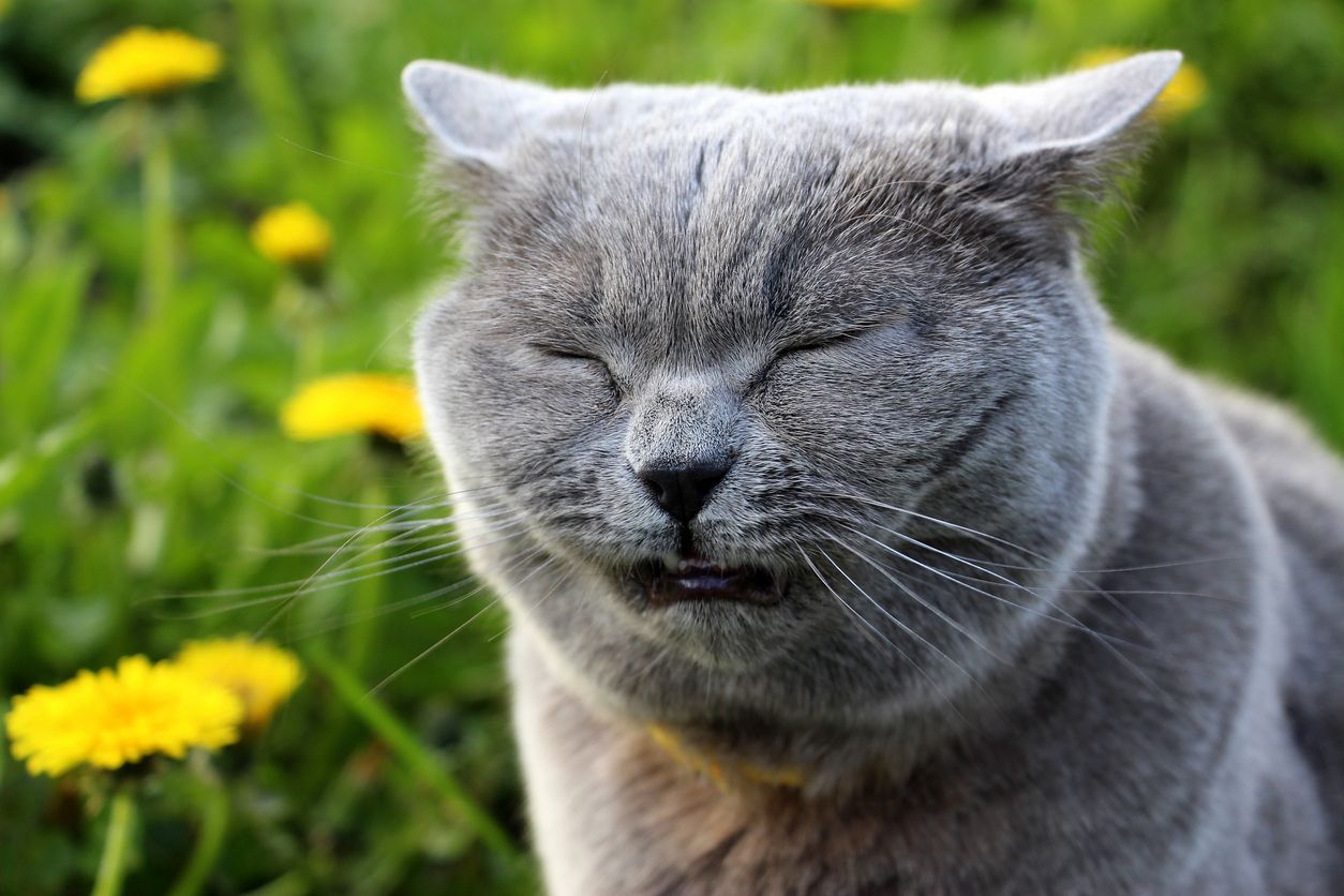 Why is my cat coughing? Allergies, asthma, and colds in cats - A grey cat sneezes in a field