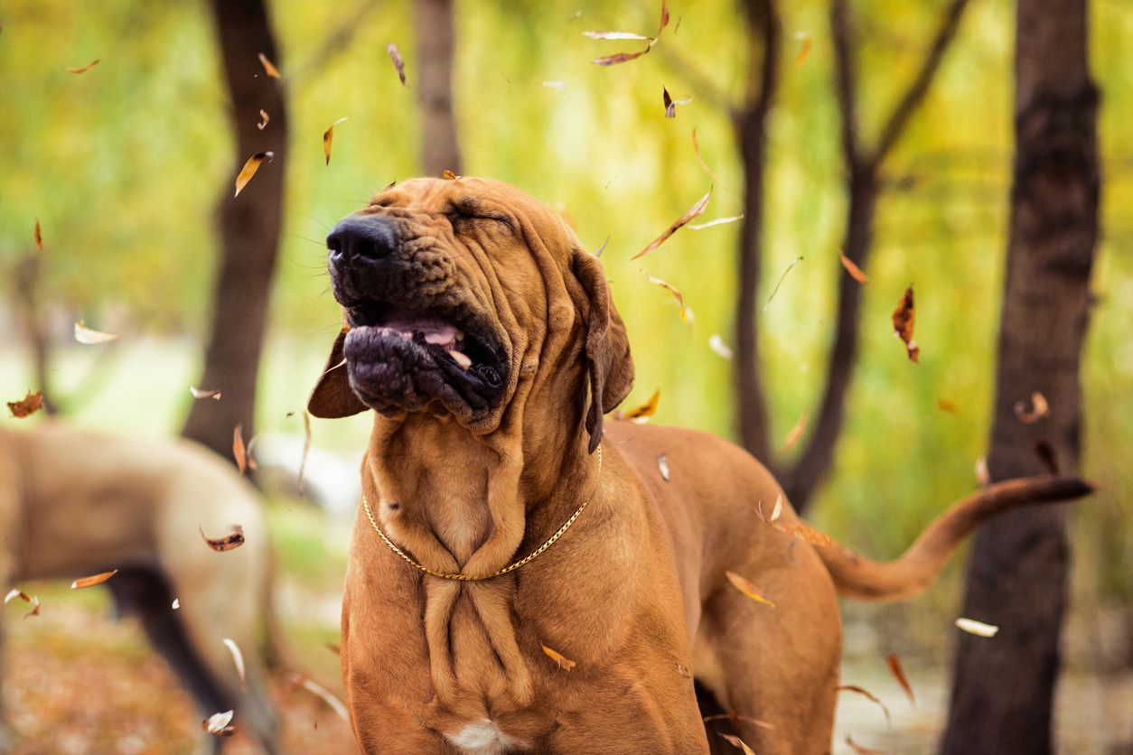 Can natural or home remedies help my dog’s allergy symptoms? - A  fila brasileiro sneezes in leaves