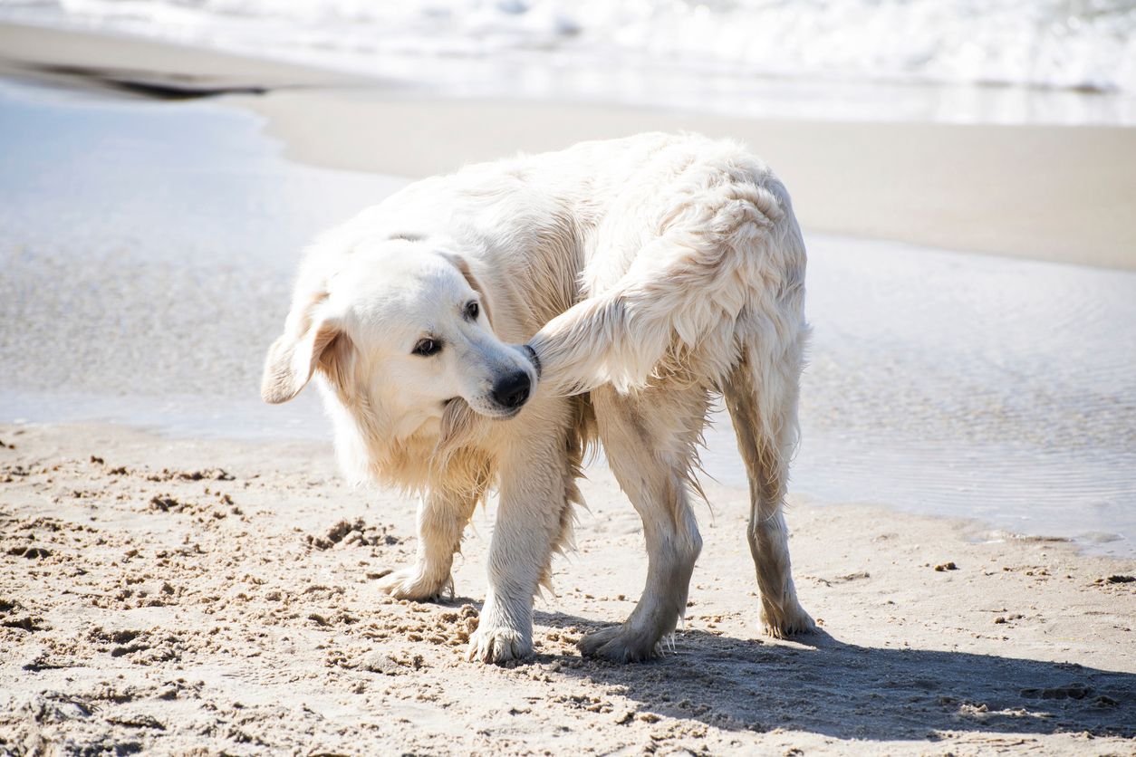 Tail chasing in dogs: When it’s normal and when to worry - A dog chases its tail on a beach