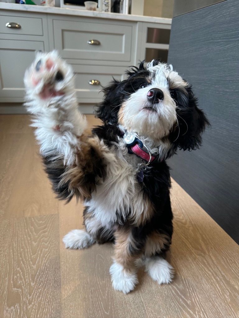 => Bailey - Chief Dog Officer for Vetster