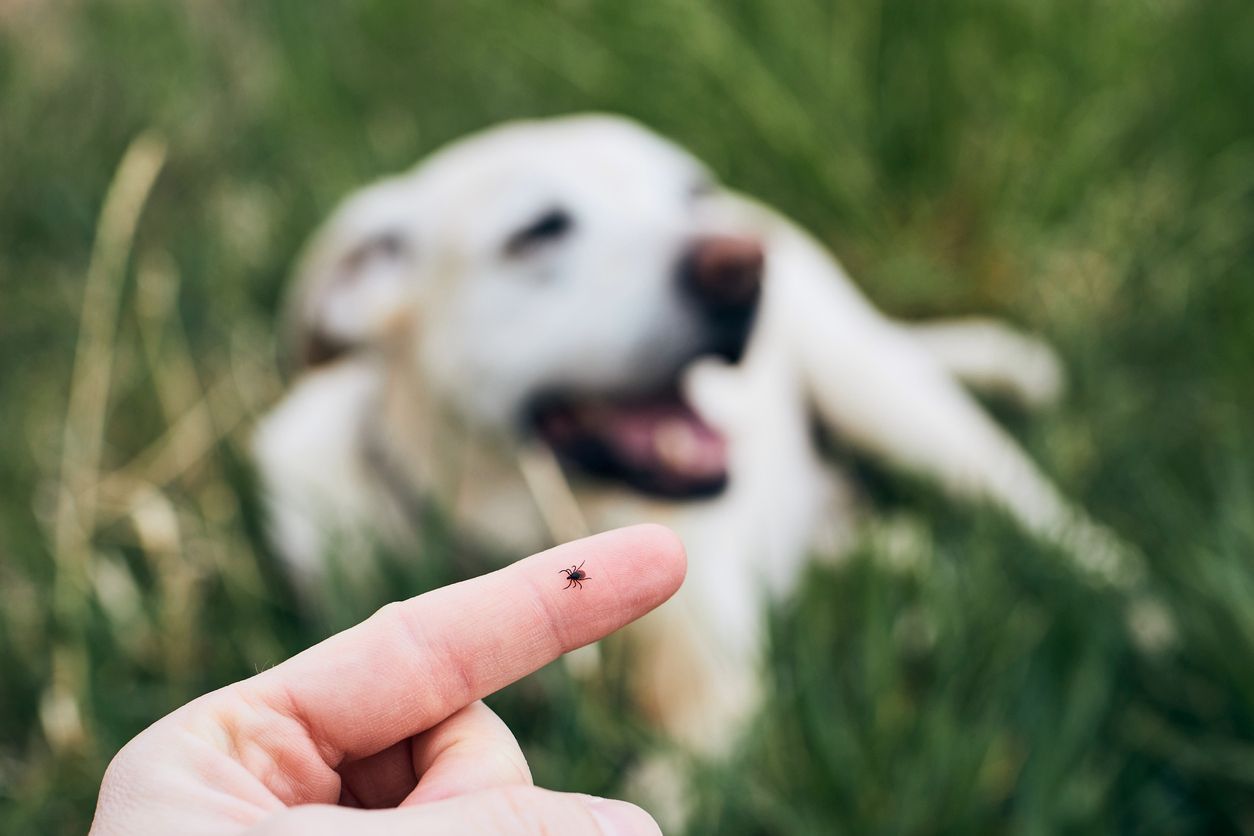 Ticks - What you need to know - Tick on someone's finger with a dog in the grass in the background