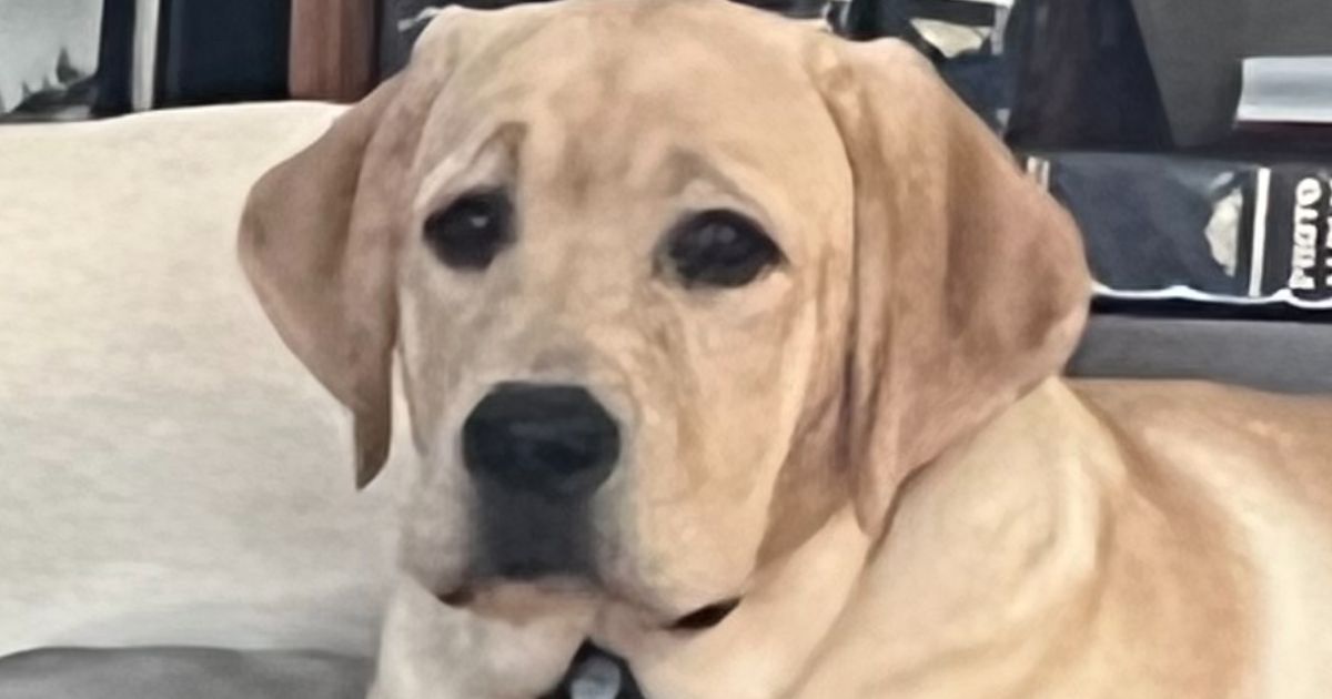 Dr. Edward Dworkin Vet from Apopka, FL Vetster