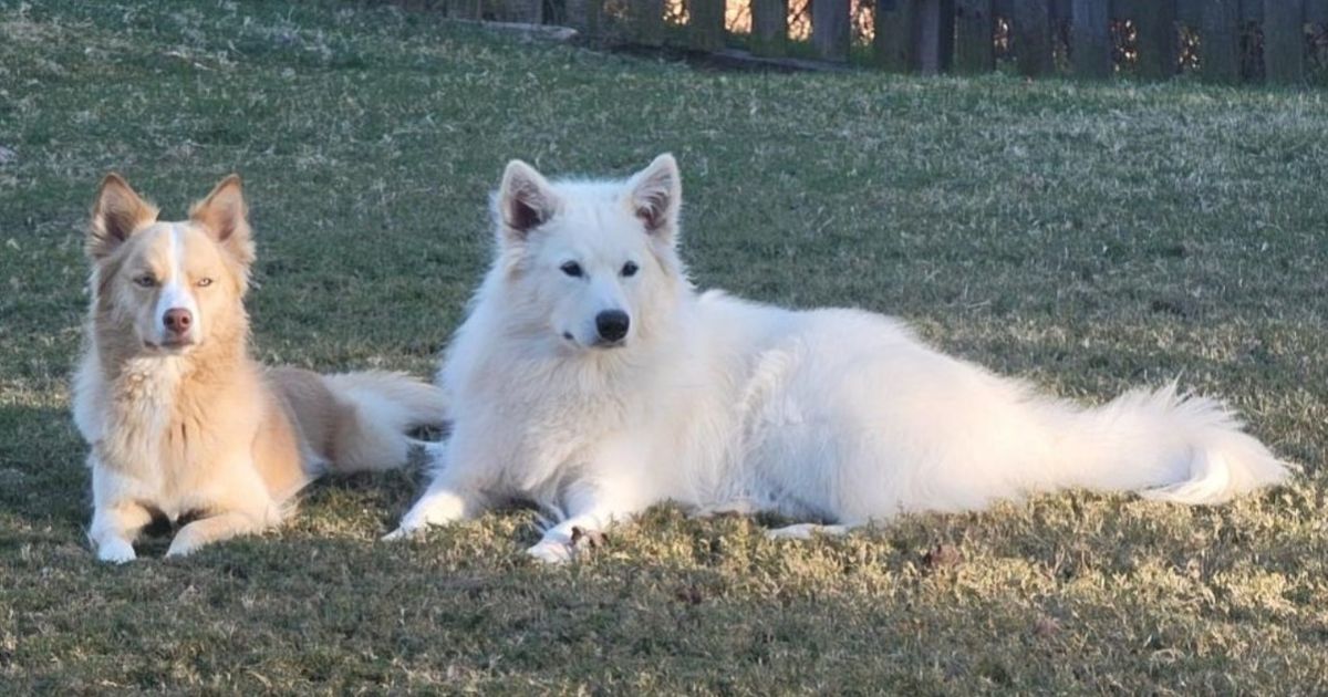 Dr. Sree Rao - Vet in Saint Johns, FL - Vetster