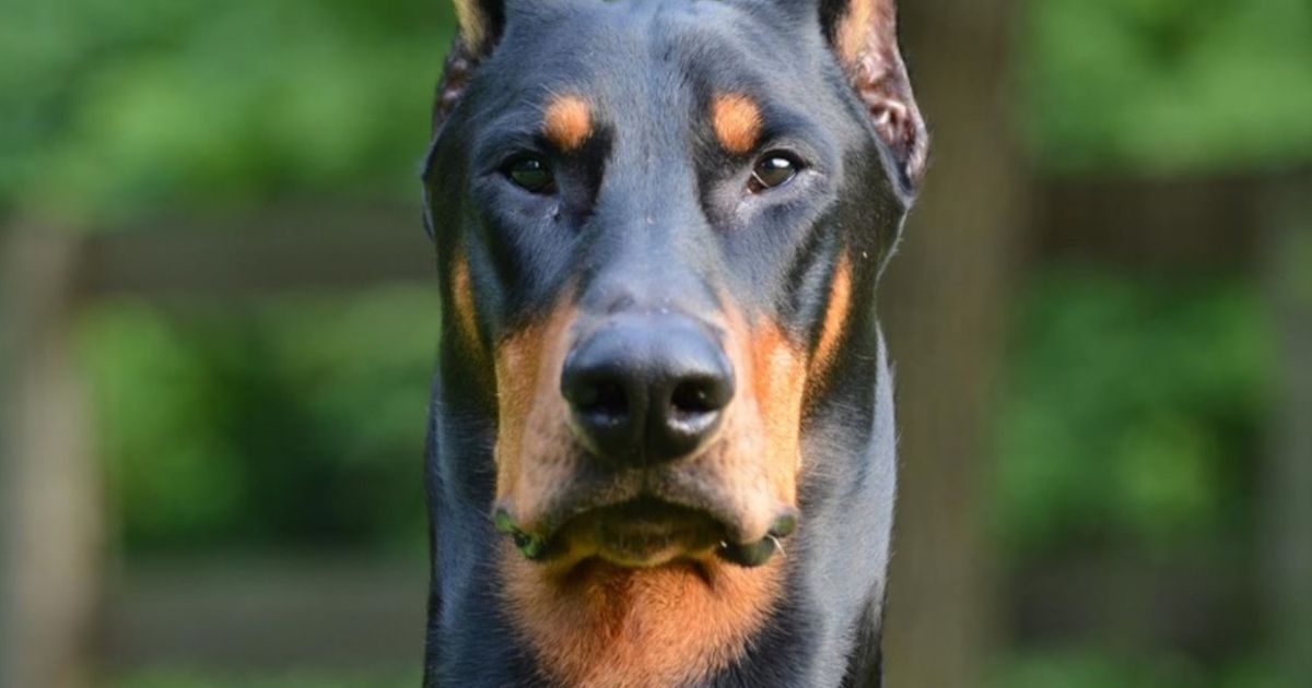 Palmetto dobermans best sale