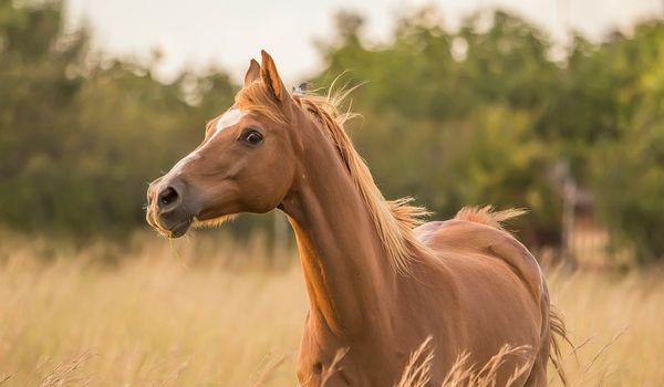 Join Vetster as a veterinary professional and start earning today!