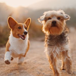 Top locally owned pet shops in Fresno Vetster