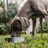 Taurine deficiency in dogs: How to prevent and treat