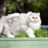 Role of nutritional deficiency in excessive shedding in cats