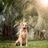 What can be done for dogs with hip dysplasia?