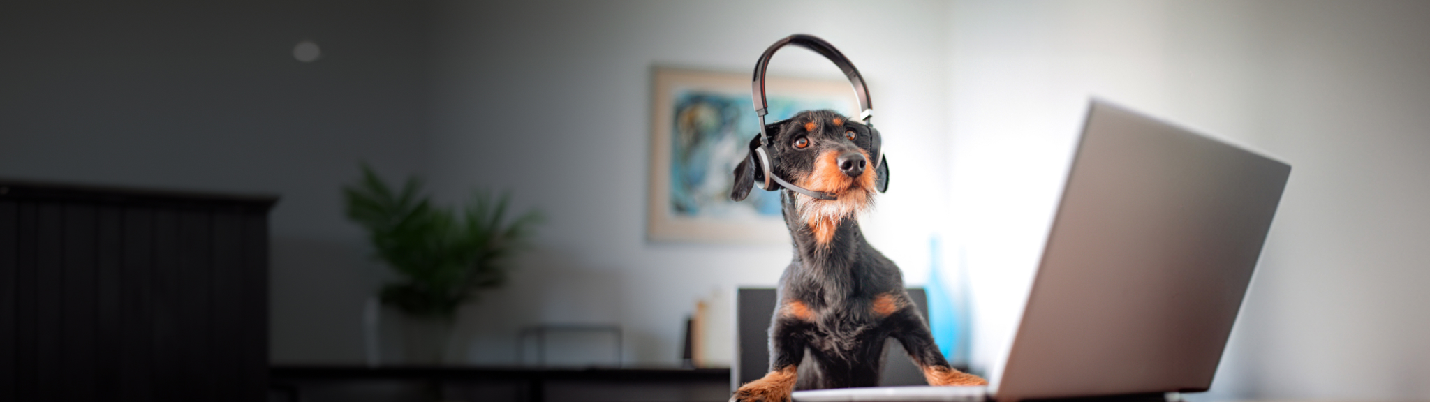 Dog and headphones on video-call
