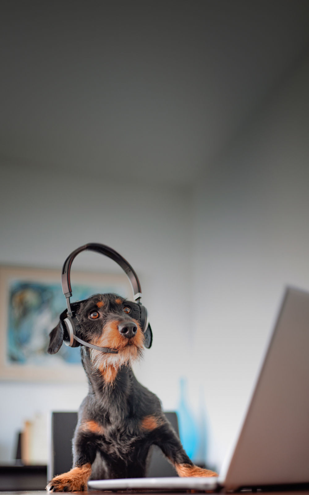 Dog and headphones on video-call