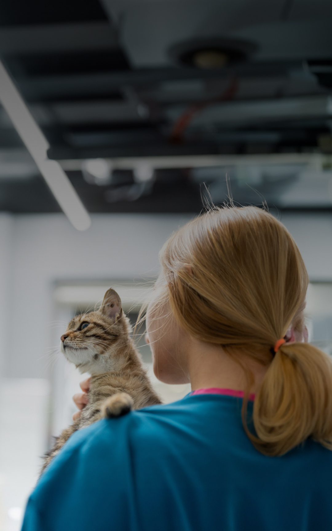 Veterinarian or veterinary technician holding a cat patient.