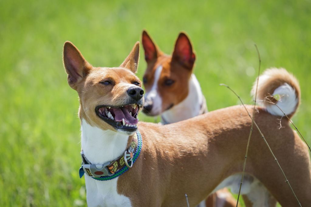 Curated visual reference: Signs And Management Of Cognitive Dysfunction In Dogs Photo Inspiration