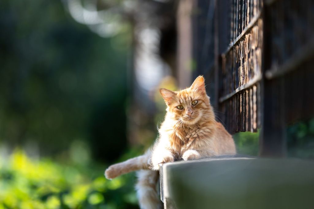 Picture of How to treat and prevent iron deficiency anemia in cats - Vetster