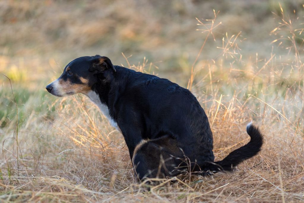 When to see a vet for dog constipation - Vetster - Can Dogs Get Constipation From Eating Clay Outside