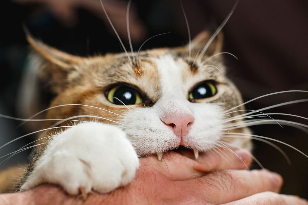 Why cats bite and how to stop them Vetster