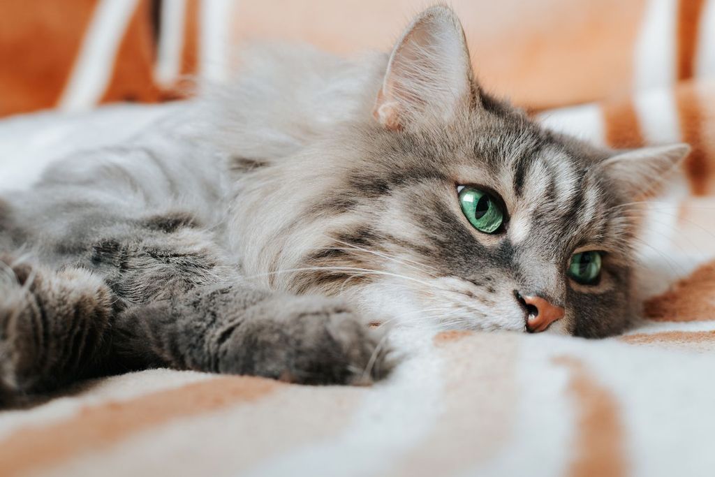 How can I help my cat with arthritis and joint pain? Vetster