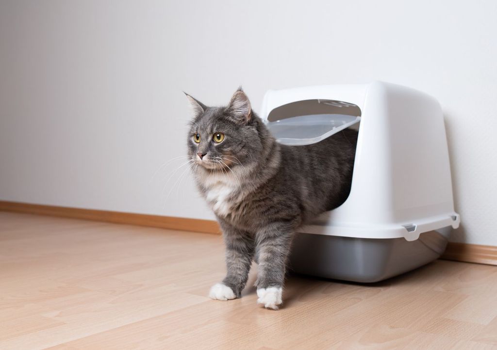 Everything you need to know about diarrhea in cats Vetster