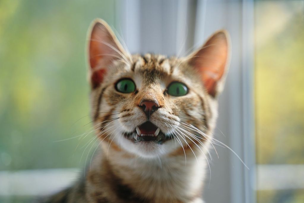 What should I do if my cat has a broken tooth? - Vetster