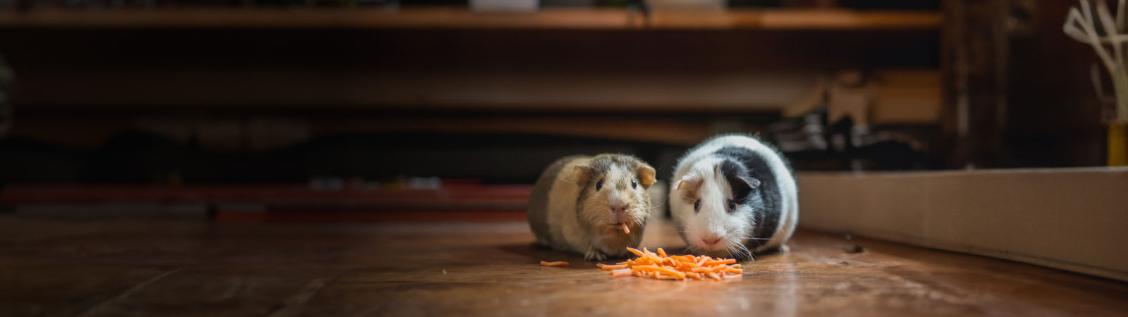 Programme d'affiliation Vetster - Gagnez de l'argent, aidez les propriétaires d'animaux à avoir accès à des professionnels vétérinaires agréés