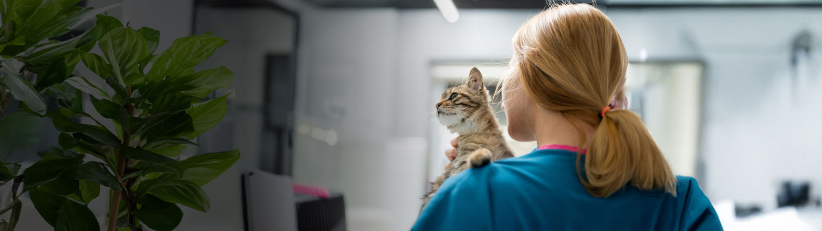 Vétérinaire ou technicien vétérinaire tenant un patient atteint d'un chat.