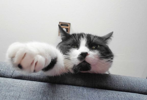 Black and white cat reaching to camera with paw