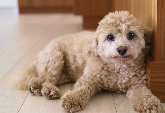 Brown little poodle sitting on the floor
