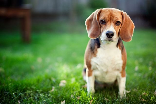 Managing Dog Diarrhea Causes Symptoms And Treatments Vetster