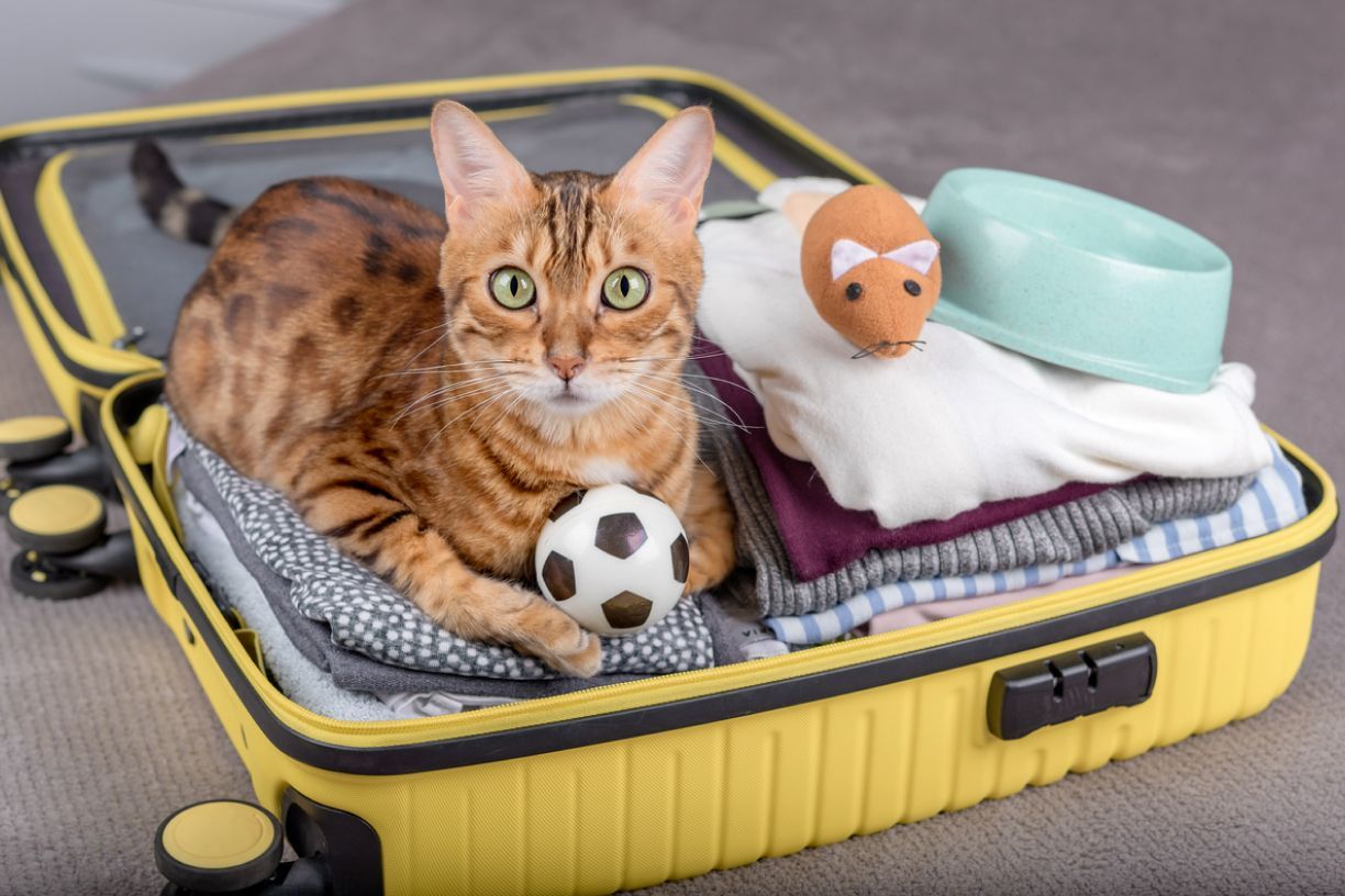 Should you travel with your cat or leave them home? - A cat sitting in an open suitcase that is filled with clothes