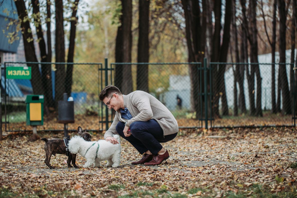 The pros and cons of dog parks: Are they safe? - Two dogs meeting at a dog park
