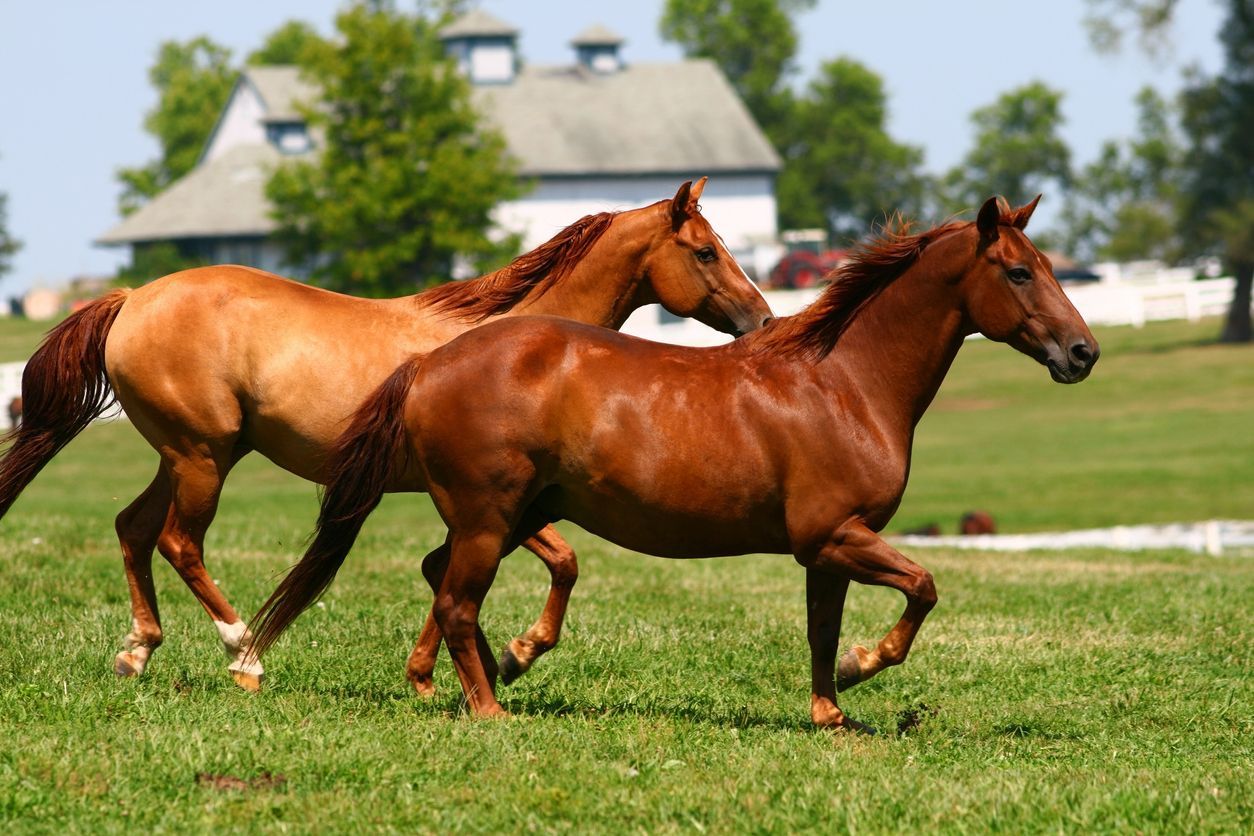 How to treat and manage osteoarthritis in horses - Two trotting horses