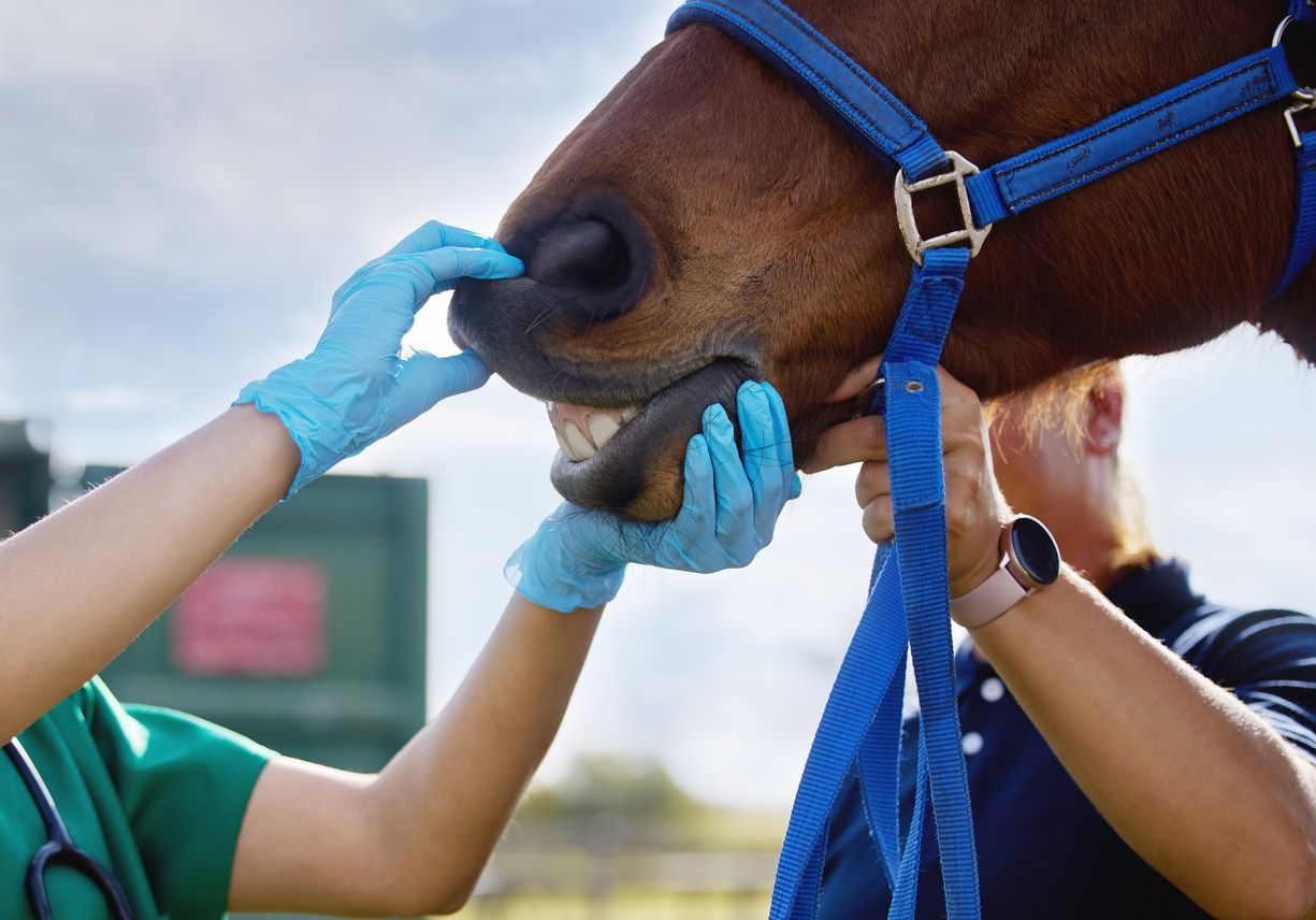 How to take care of your horse’s teeth  - a vet checking a horse's teeth