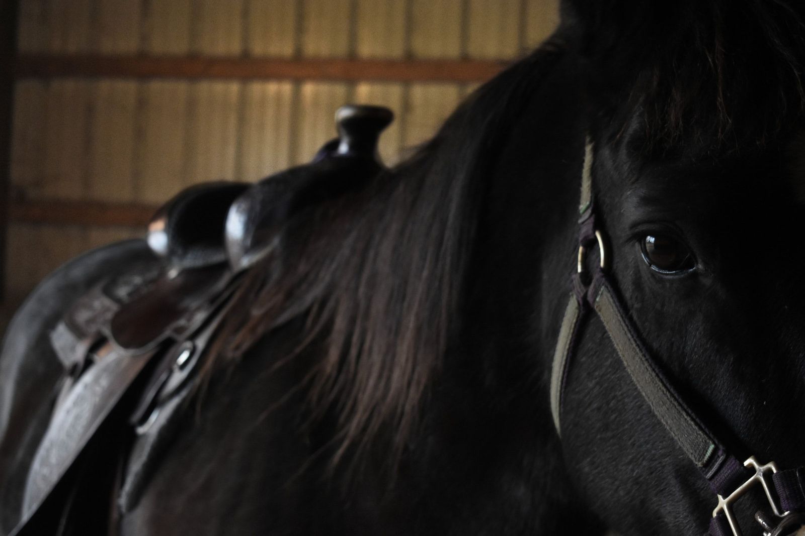 Girth gall in horses - Vetster