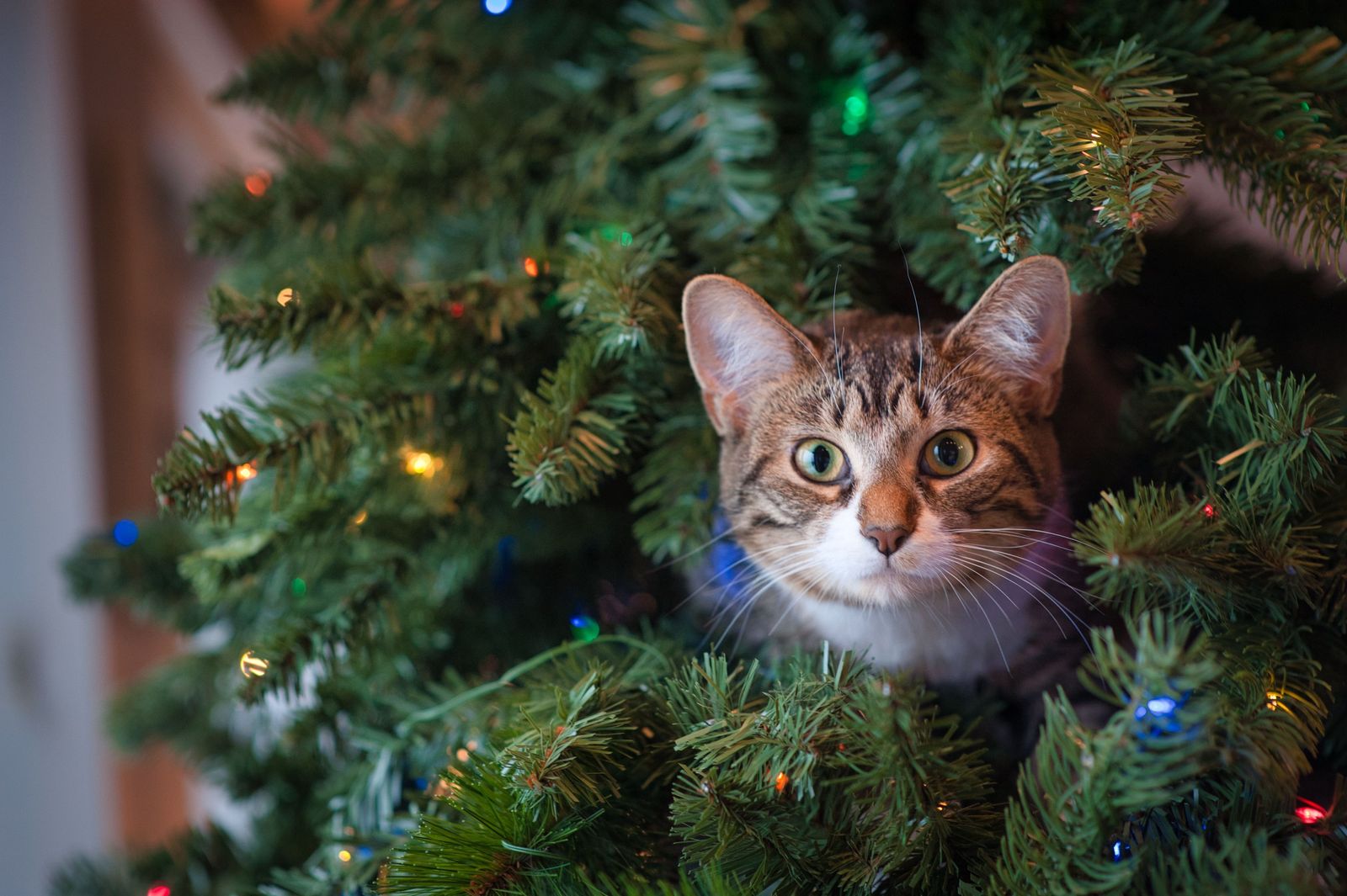 Holiday safety for your pet - Vetster