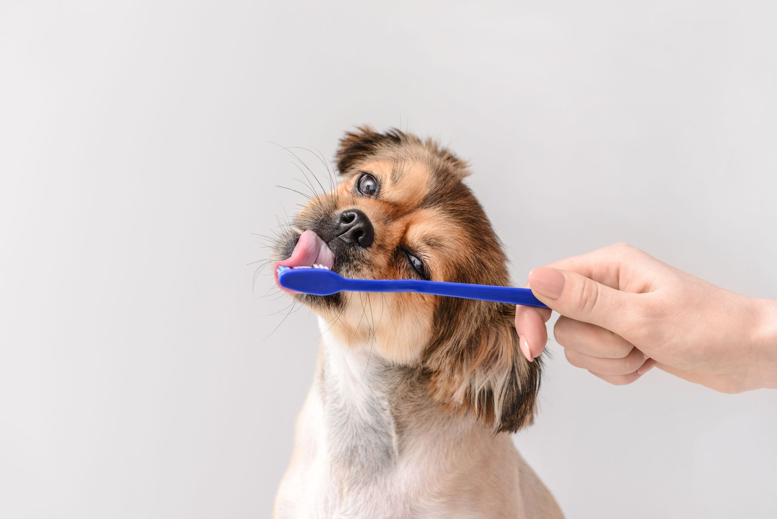 can you use human brush on dogs