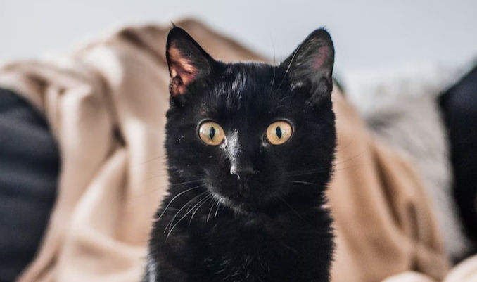 Debunking The Myths Around Black Cats & Halloween - Vetster